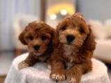 Sevi̇mli̇ Malti̇poo Yavrularimiz