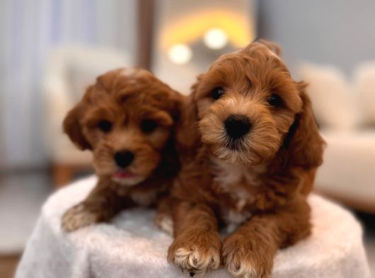 Sevi̇mli̇ Malti̇poo Yavrularimiz görsel