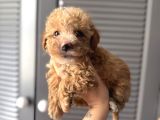SEVİMLİ MALTİPOO YAVRULARIMIZ