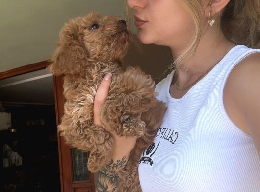 Eğitim Merkezinden Toy Poodle Yavrular görsel