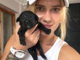 Eğitim Merkezinden Toy Poodle Yavrular