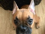 4 Aylık Kaliteli Sağlıklı French Bulldog