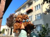 Orjinal Toy Poddle Yavrularimiz