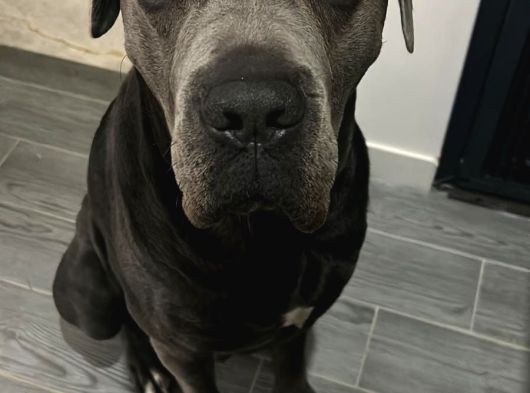 A Kalite Cane Corso Yavruları görsel