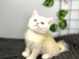 Biritish Shorthair Kızımız Sahibini Bekliyor