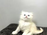 Safkan Scottish Fold Longhair Kızımız Sahibini Bekliyor