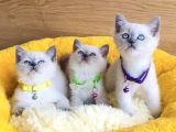 Üst Düzey Maviş Bluepoint British Shorthair  Yavrularım