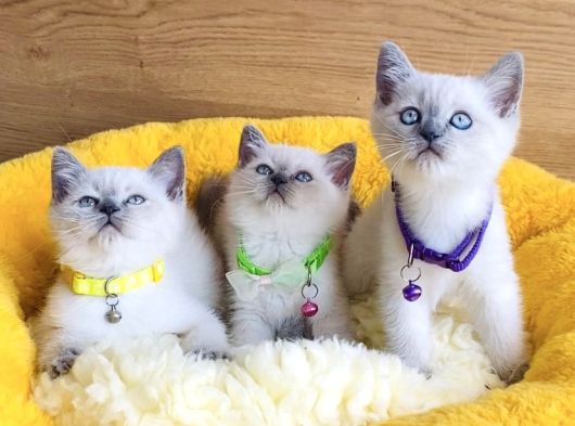 Üst Düzey Maviş Bluepoint British Shorthair  Yavrularım görsel