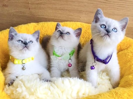 Üst Düzey Maviş Bluepoint British Shorthair  Yavrularım görsel
