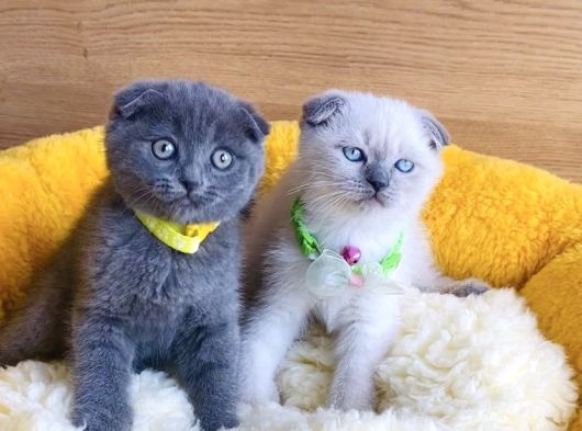 Top Kafalı Blue Ve Bluepoınt Scotısh Fold Bebekleirm