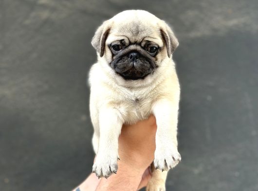 Hamburger Surat Pug Mops