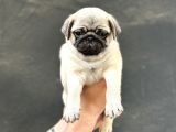Hamburger Surat Pug Mops