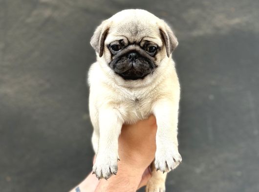 Hamburger Surat Pug Mops görsel
