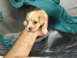 A Kalite Maltipoo Bebeklerim