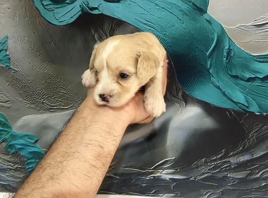 A Kalite Maltipoo Bebeklerim görsel