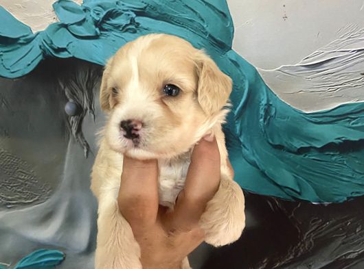 A Kalite Maltipoo Bebeklerim görsel
