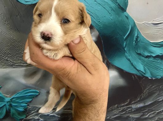 A Kalite Maltipoo Bebeklerim görsel