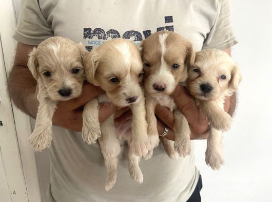 A Kalite Maltipoo Bebeklerim