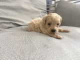 A Kalite Maltipoo Bebeklerim