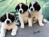 Üst Düzey Saint Bernard Erkek Ve Dişi Yavrular