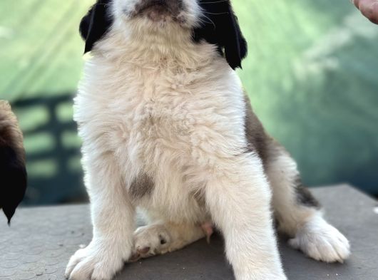 Üst Düzey Saint Bernard Erkek Ve Dişi Yavrular görsel