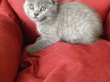 Scottish Fold Yavrumuz Yuva Arıyor