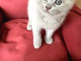 Scottish Fold Yavrumuz Yuva Arıyor