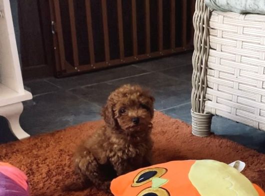 Korea Toypoodle Orjinal Ev Ortamında