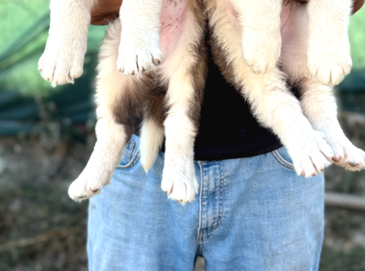 Üst Düzey Saint Bernard Erkek Ve Dişi Yavrular görsel