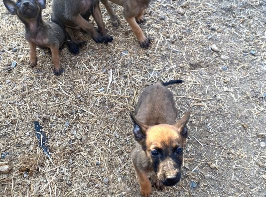 Safkan Belçi̇ka Kurdu Yavru Köpekler görsel