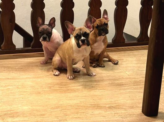 4 Aylık Kaliteli Sağlıklı French Bulldog görsel