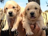 Golden Retriver Yavrularımız