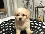 Mini Boy Orjinal Kore Kan Maltipoo
