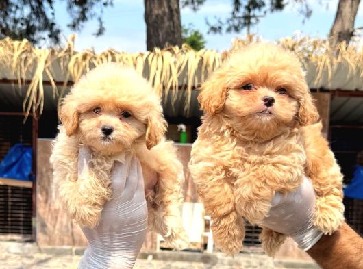 Maltipoo Bebekler görsel