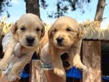 Golden Retriver Yavrularımız