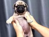 Üst Kali̇te Safkan Pug Yavrulari