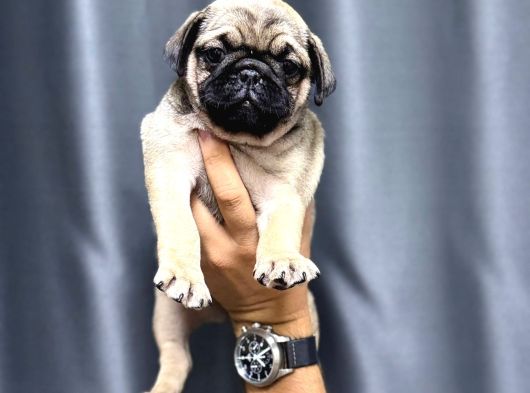 Üst Kali̇te Safkan Pug Yavrulari