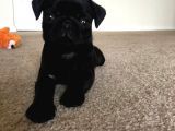 Sağli̇k Garanti̇li̇ Pug Bebekler
