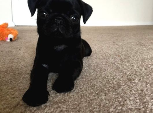Sağli̇k Garanti̇li̇ Pug Bebekler görsel