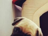 Hamburger Surat Pugmops Yavrulari Ankara