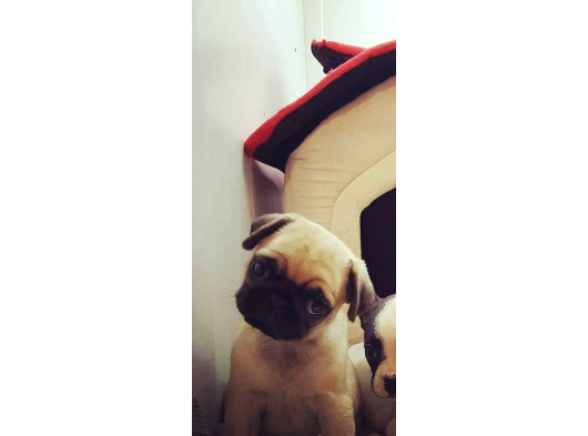 Hamburger Surat Pugmops Yavrulari Ankara görsel