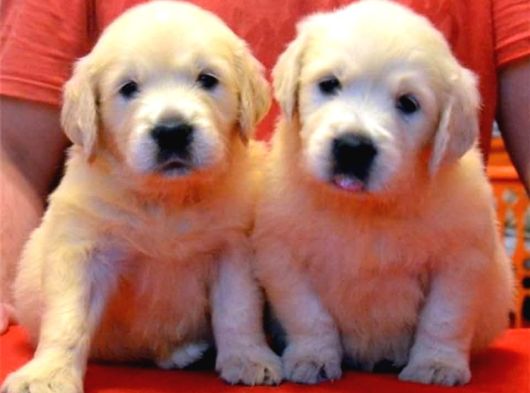 BABY FACE GOLDEN RETRİEVER YAVRULARI ANKARA