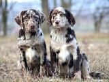 Türki̇yede Tek Chocolate Merle Labrador En Özel Olmak İsteyene