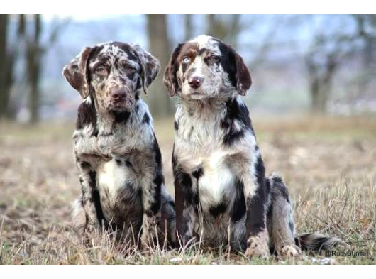 Türki̇yede Tek Chocolate Merle Labrador En Özel Olmak İsteyene görsel