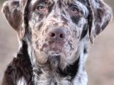 Türki̇yede Tek Chocolate Merle Labrador En Özel Olmak İsteyene