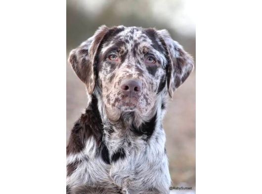 Türki̇yede Tek Chocolate Merle Labrador En Özel Olmak İsteyene görsel