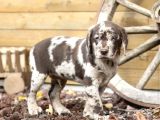 TÜRKİYEDE TEK CHOCOLATE MERLe LABRADOR EN ÖZEL OLMAK İSTEYENE