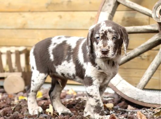 Türki̇yede Tek Chocolate Merle Labrador En Özel Olmak İsteyene