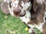 Türki̇yede Tek Chocolate Merle Labrador En Özel Olmak İsteyene