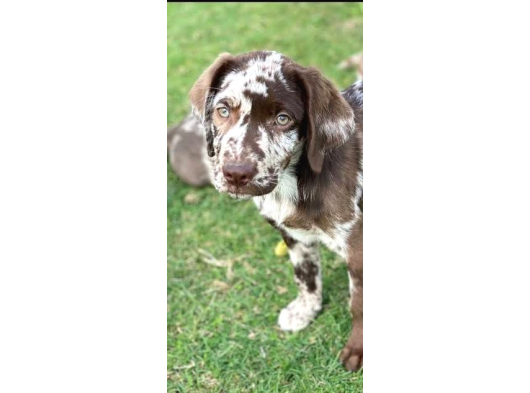 Türki̇yede Tek Chocolate Merle Labrador En Özel Olmak İsteyene görsel